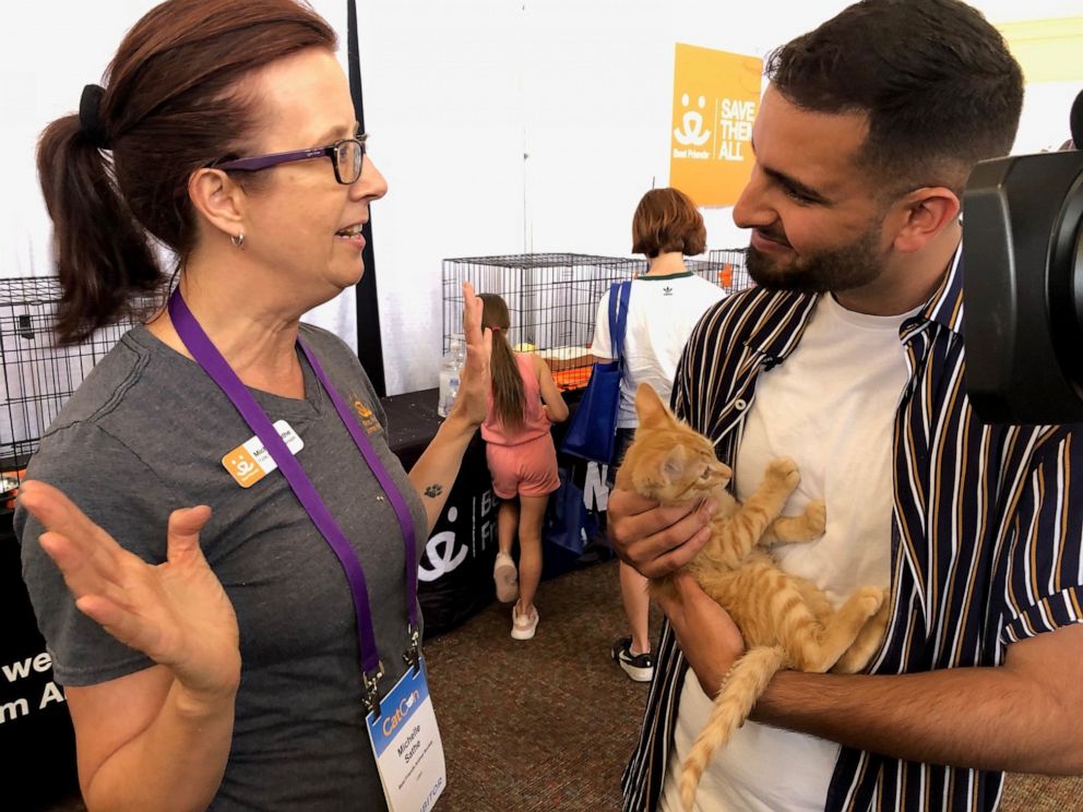 PHOTO: Hundreds of cats are available for adoption at CatCon.