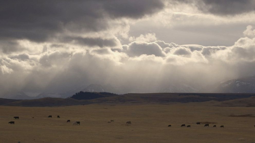 PHOTO: Cattle graze outside the town of Browning in the Blackfeet Reservation in northwestern Montana.