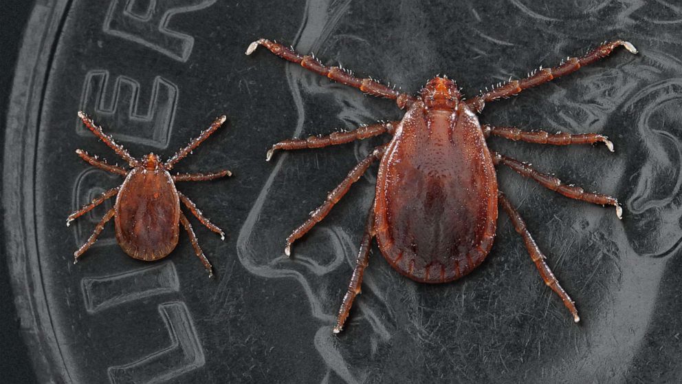 PHOTO: Nymph and adult female Asian longhorned tick.