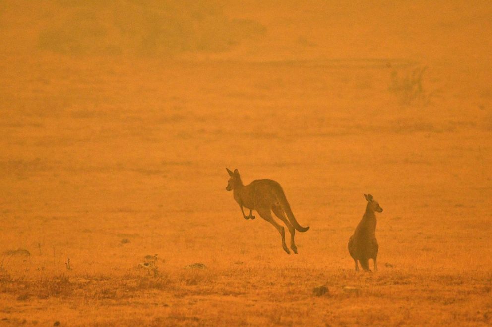 PHOTO: A kangaroo jumps in a field amidst smoke from a bushfire in Snowy Valley on the outskirts of Cooma, Austalia, Jan. 4, 2020.