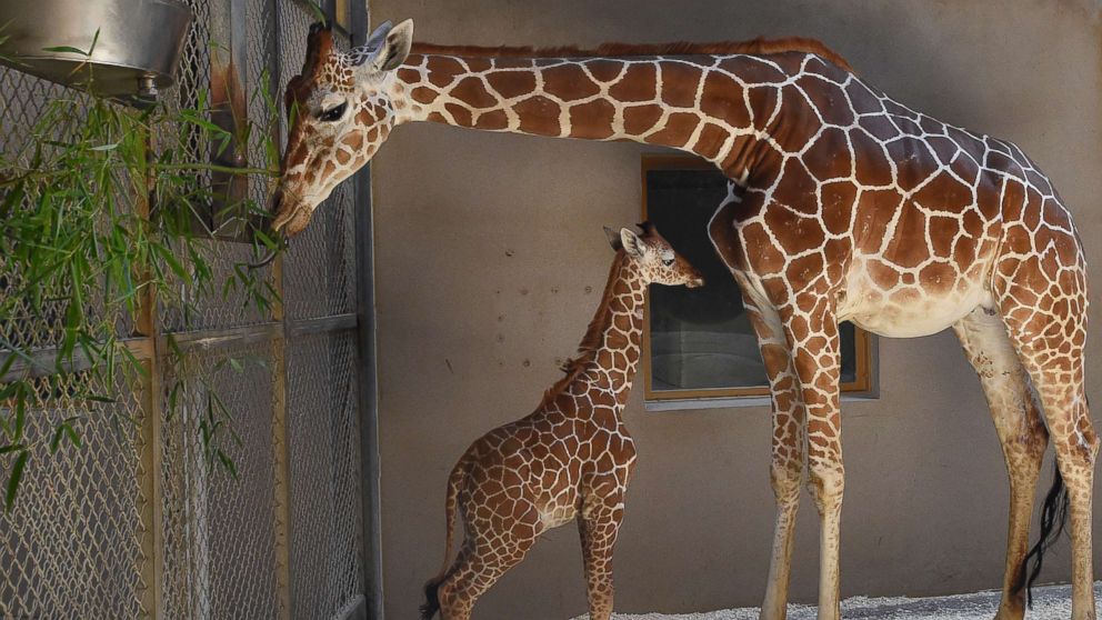 Month-old Giraffe At Maryland Zoo Dies - ABC News