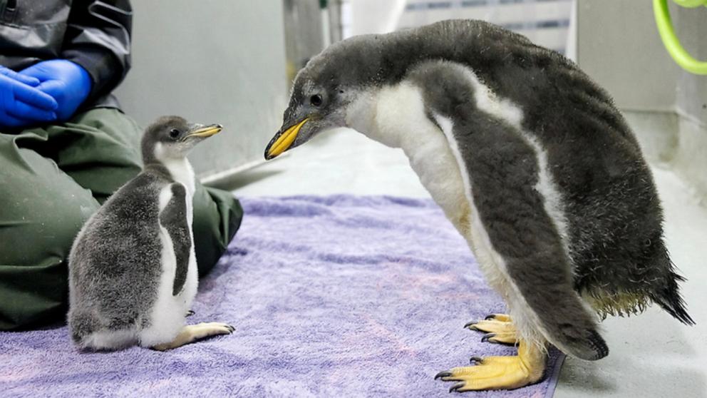 PHOTO: Penguin parents Blue and Flower welcomed their second child on Friday, July 17 at the Tennessee Aquarium.