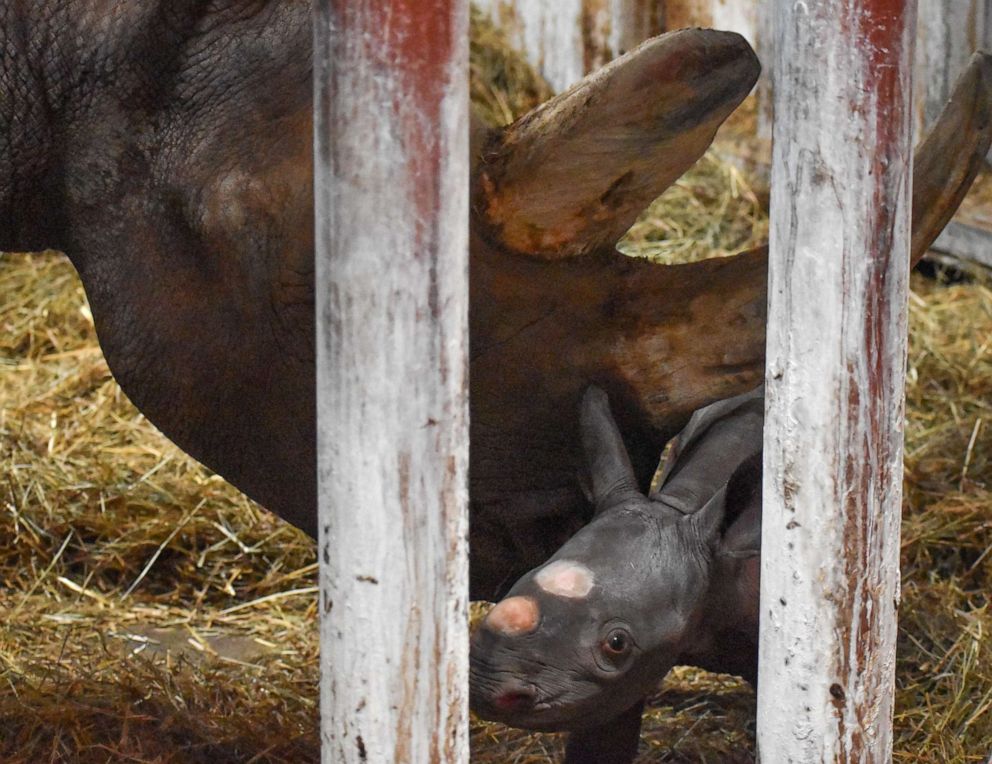 PHOTO: A black rhino calf was born at the Potter Park Zoo, in Lansing, Michigan, on Dec. 24, 2019.