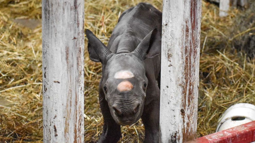 PHOTO: A black rhino calf was born at the Potter Park Zoo, in Lansing, Michigan, on Dec. 24, 2019.