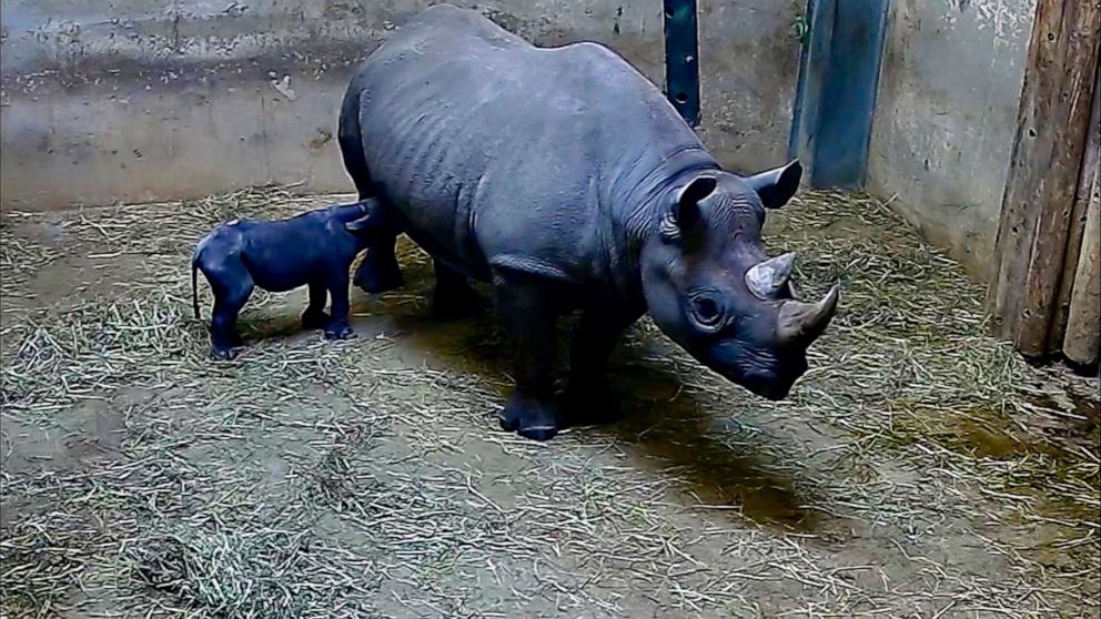 PHOTO: Kapuki, an eastern black rhino, nurses her new born calf at the zoo in Chicago, May 19, 2019.