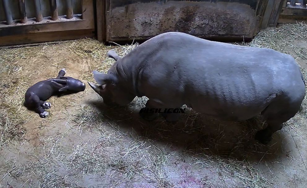 PHOTO: An eastern black rhinoceros named Kapuki gave birth to a calf at Lincoln Park Zoo, Chicago, May 19, 2019.