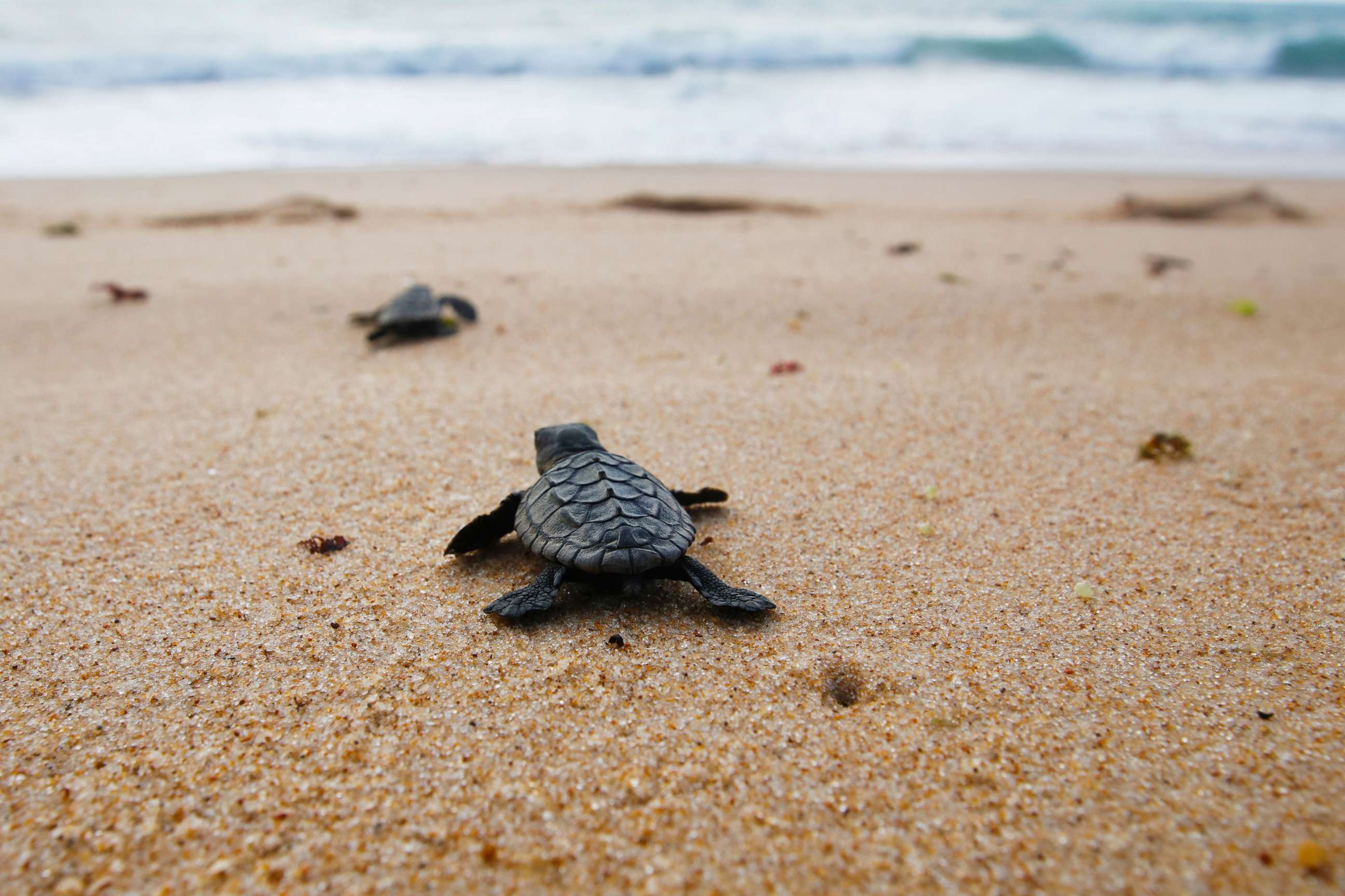 PHOTO: Sea turtle on the beach in Bahia, Brazil.