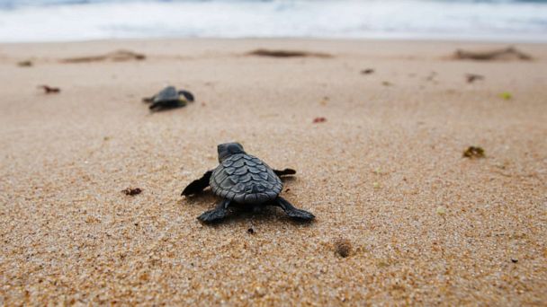 Unraveling the mystery behind a turtle's seemingly impossible journey ...