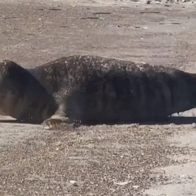 A juvenile seal took some time to catch some rays on the beach in Emerald Isle, North Carolina.