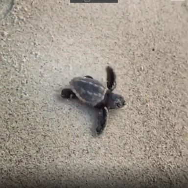 Beachgoers helped a baby turtle crawl toward the sea as the sun set in the background at Atlantic Beach in Florida.