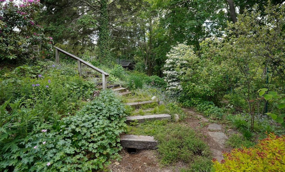 PHOTO: Native plants fill the backyard of Cathy Chapman's South Portland, Maine home instead of having just a grass lawn, June 6, 2018.