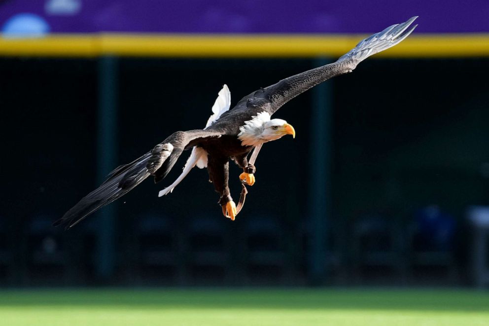 PHOTO: FILE - A bald eagle flies across the field during the singing of the national anthem before the game between the Los Angeles Dodgers and the Cincinnati Reds at Great American Ball Park, June 21, 2022 in Cincinnati.