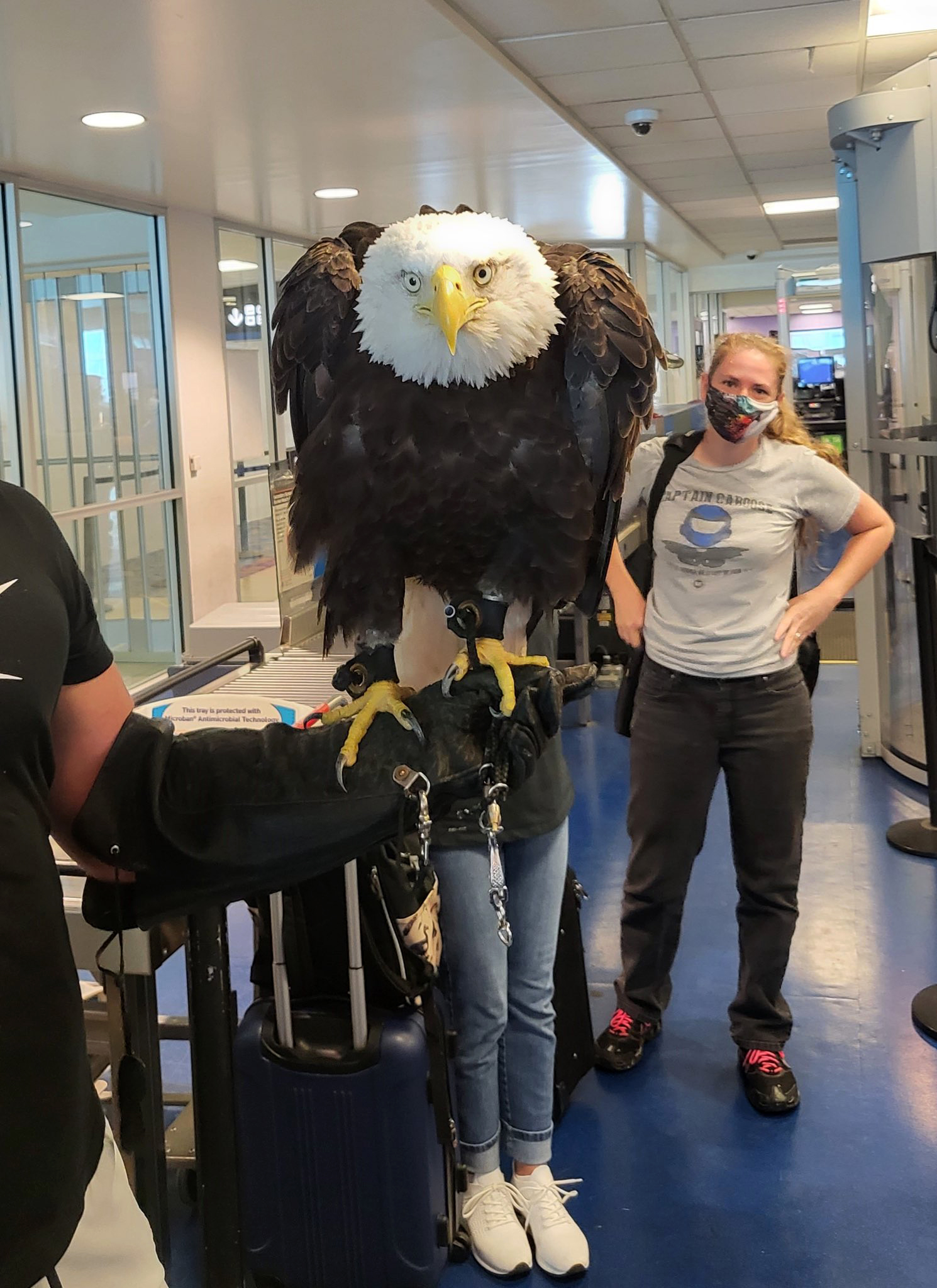PHOTO: Clark the Eagle is seen going through security at the Charlotte Douglas International Airport, Aug. 22, 2022, in an image posted to the TSA Southeast Region's Twitter account.