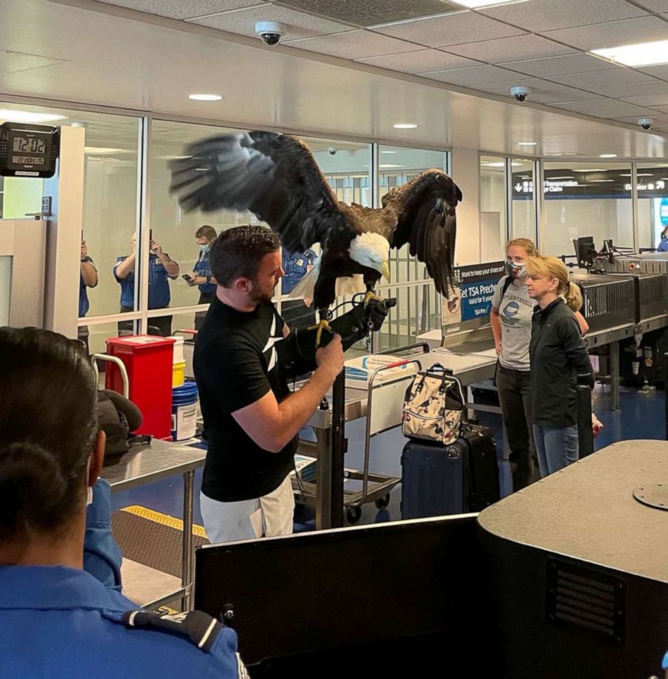 PHOTO: Daniel Cone, assistant director of the World Bird Sanctuary, holds Clark the Eagle, in an image posted to the TSA Southeast Region's Twitter account.