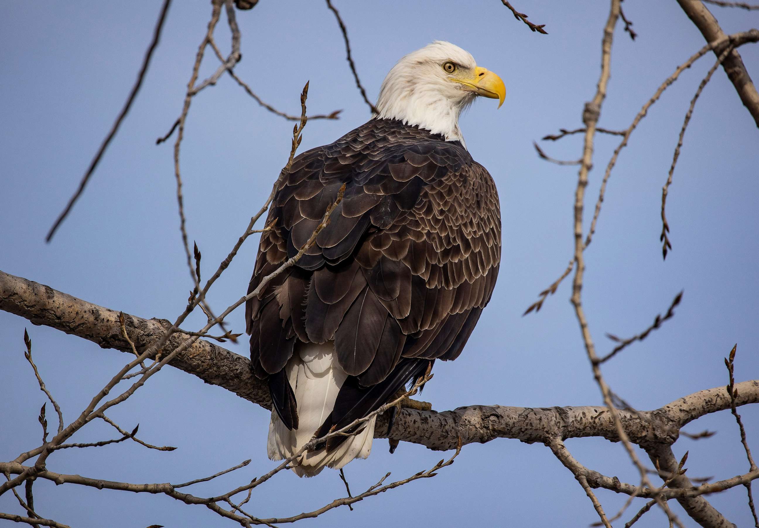 PHOTO: A bald eagle perches on a tree at Sunset Park in Rock Island, Ill.