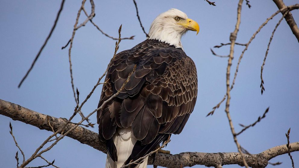 PHOTO: A bald eagle perches on a tree at Sunset Park in Rock Island, Ill.