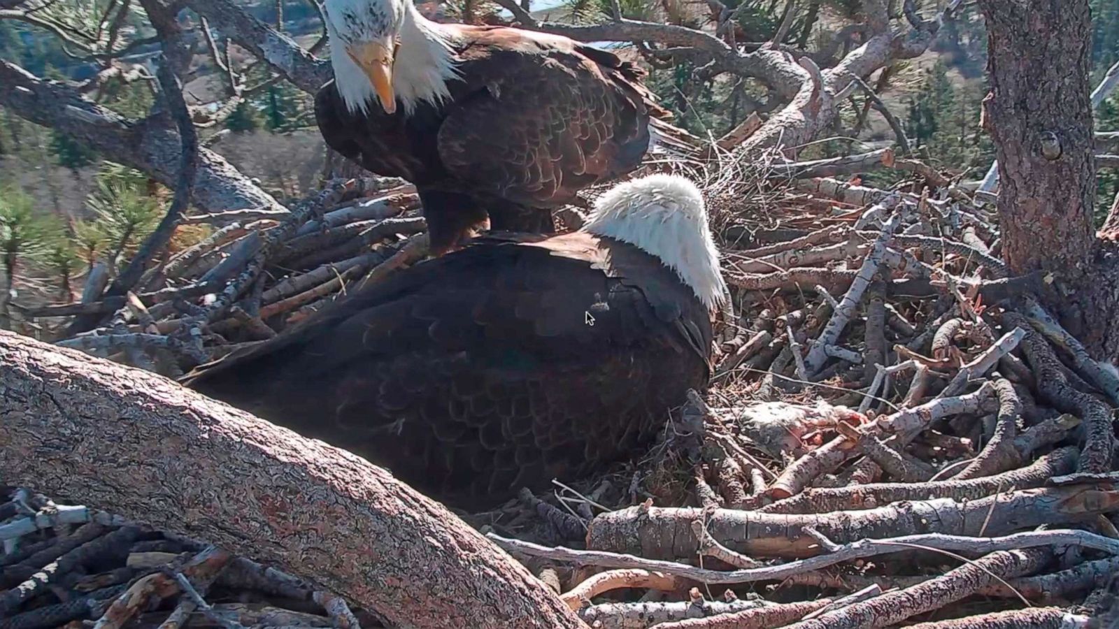 Big Bear eagles Jackie and Shadow build their nest again