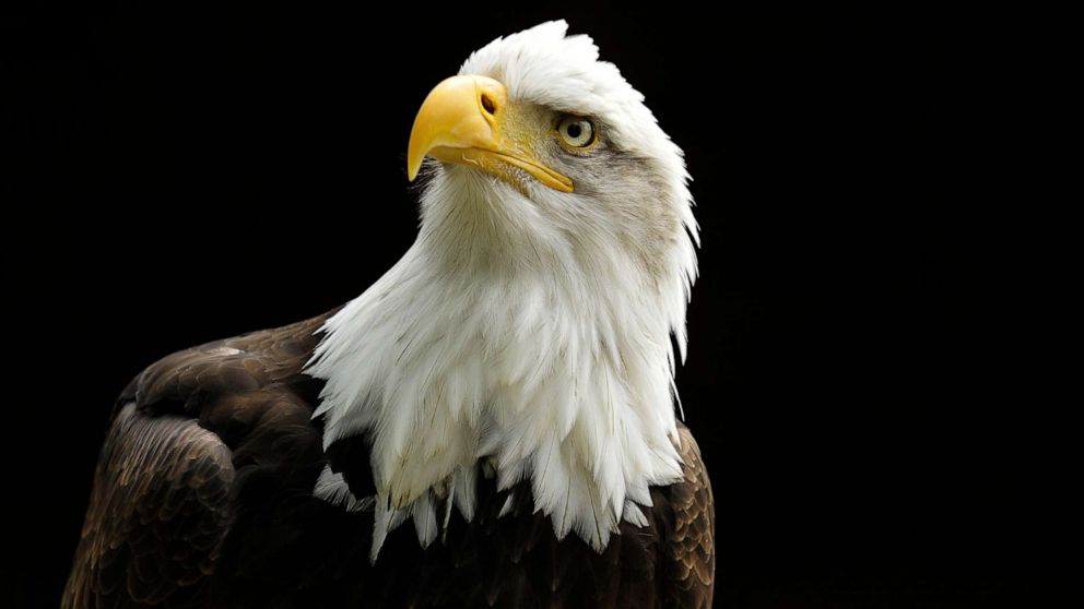 PHOTO: A bald eagle is shown at the Hawk Conservancy in Andover, Mass.