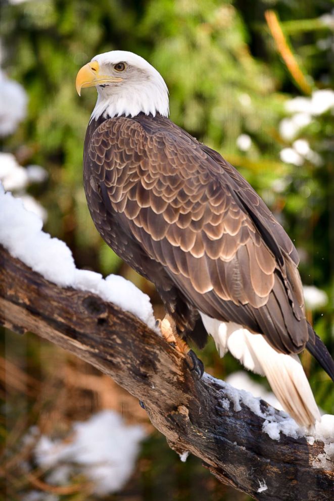 PHOTO: A bald eagle seen at the Bronx Zoo, March 22, 2018, in New York City.