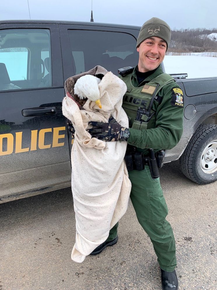 PHOTO: A bald eagle was rescued by a New York State Department of Environmental Conservation officer in Jefferson County on Wednesday, Feb. 20, 2019.