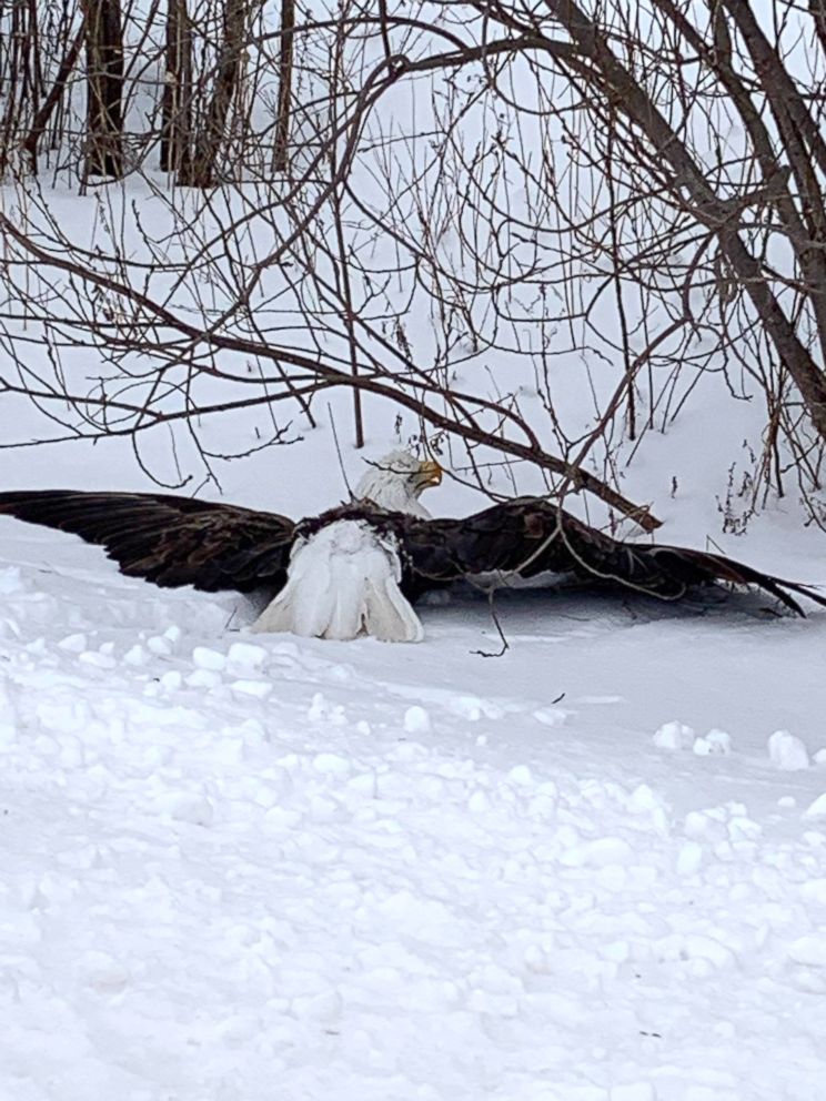 PHOTO: A bald eagle was rescued by a New York State Department of Environmental Conservation officer in Jefferson County on Wednesday, Feb. 20, 2019.