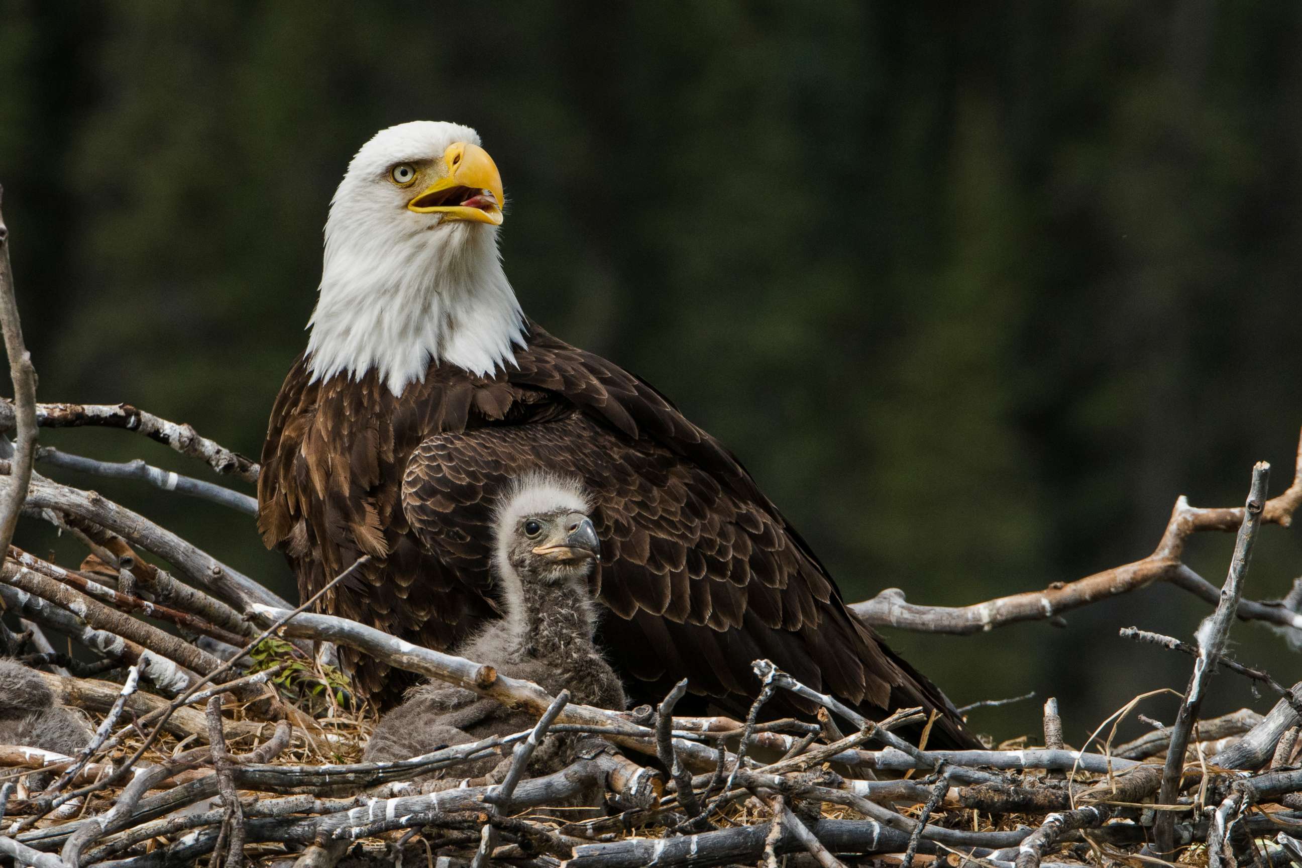 PHOTO: A bald eagle sits in a nest in this stock photo.