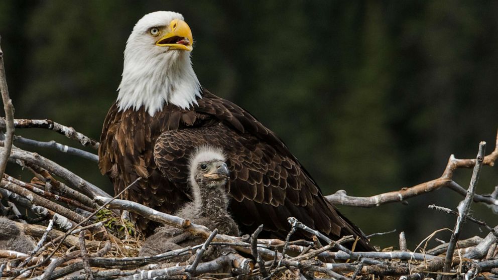 PHOTO: A bald eagle sits in a nest in this stock photo.