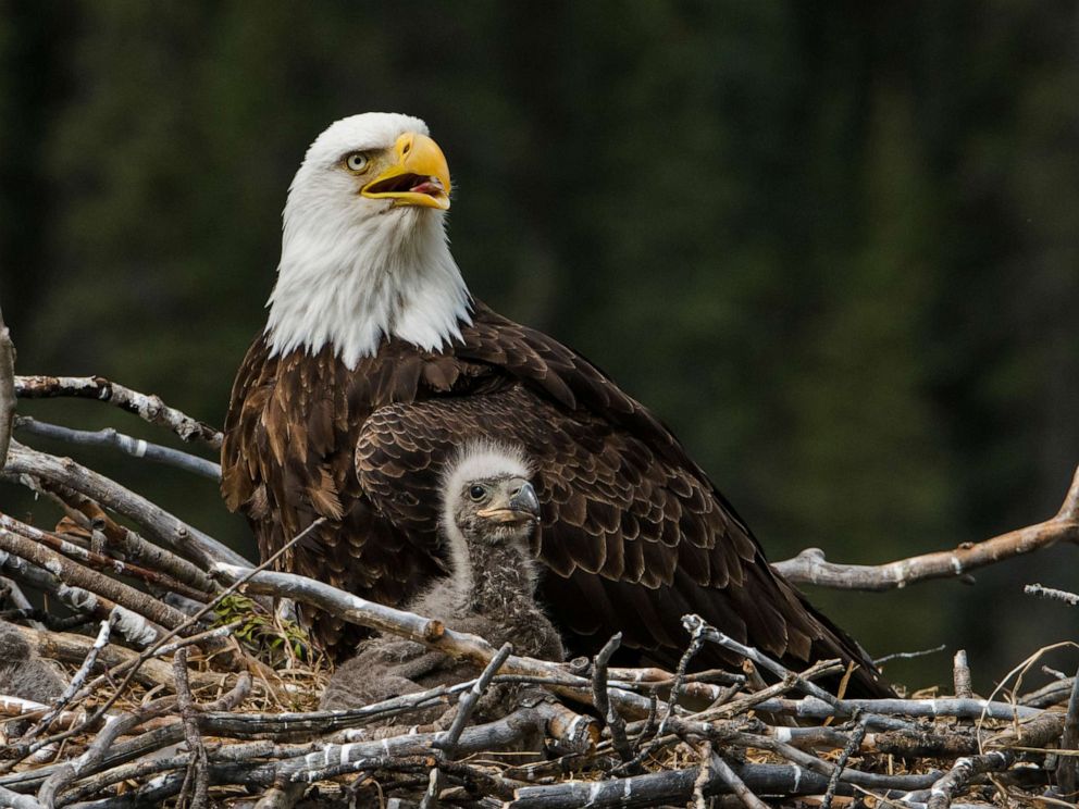 Bald eagle numbers soar to new heights in Wisconsin - ABC News