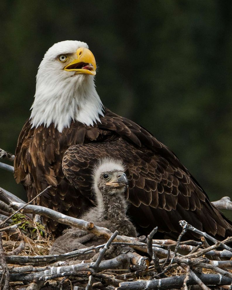 Bald Eagle Numbers Soar To New Heights In Wisconsin Abc News
