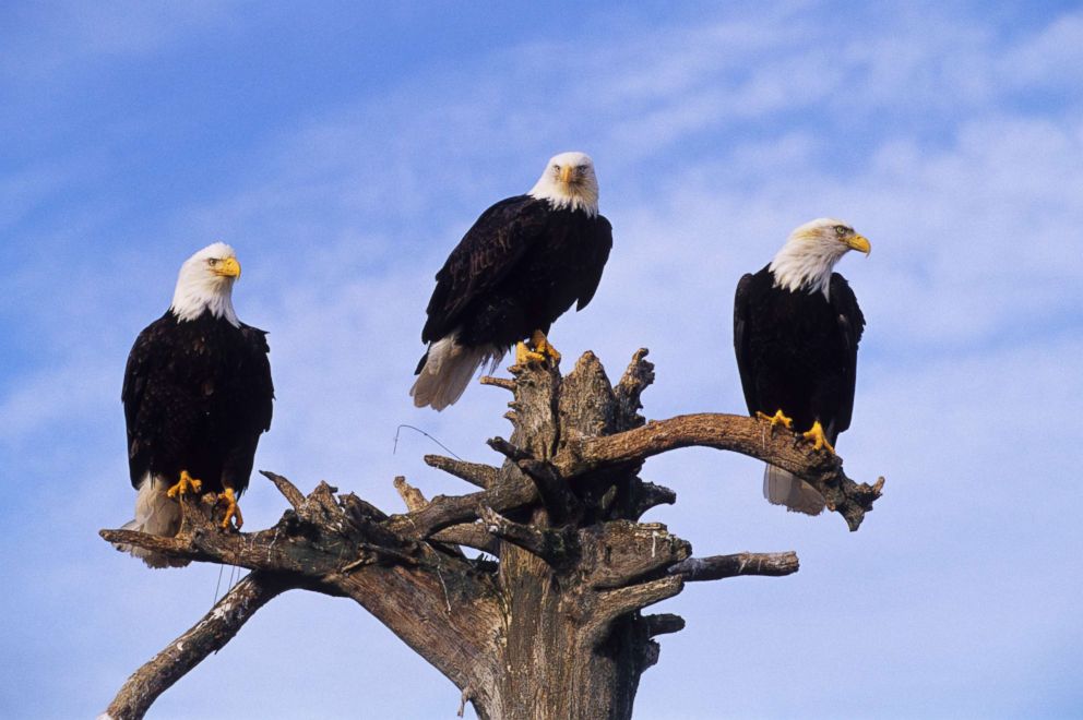 PHOTO: Bald eagles are pictured at Homer Spit in Homer, Alaska, Jan. 1, 2002.