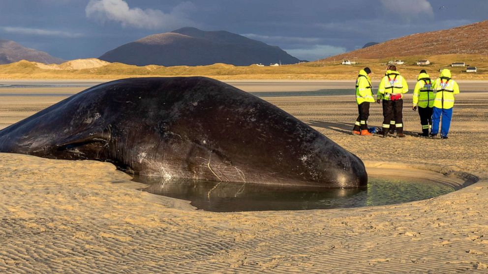 Sperm whale found dead on Scotland beach with 220 pounds of trash in