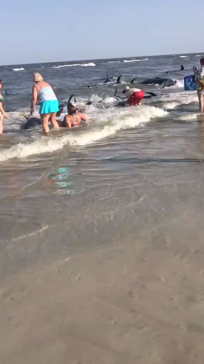 PHOTO: Beachgoers on St. Simons Island in Georgia attempted to push pilot whales back into the ocean after they beached themselves on Tuesday, June 16.
