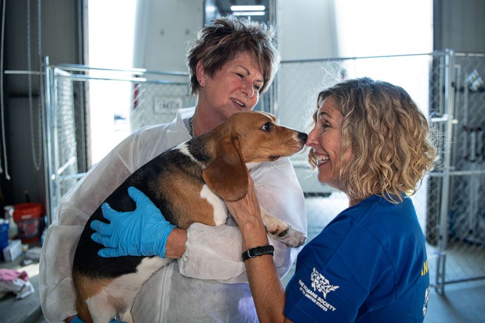PHOTO: Kitty Block, President and CEO of the Humane Society of the United States greets beagles on September 1, 2022, at the organization’s care and rehabilitation center in Maryland.