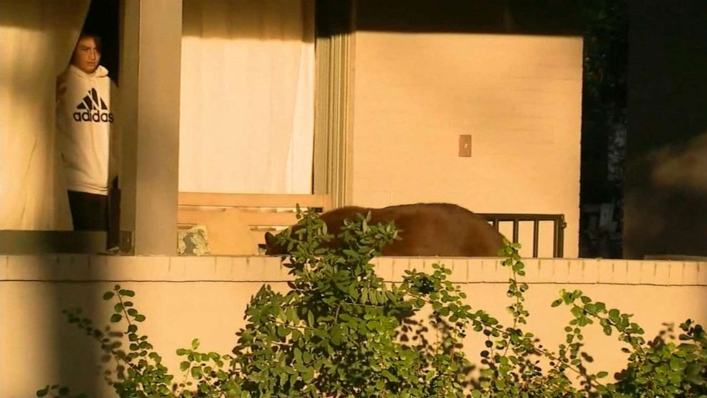 PHOTO: In this still taken from video footage, a bear is shown walking around a neighborhood in Monrovia, Calif.