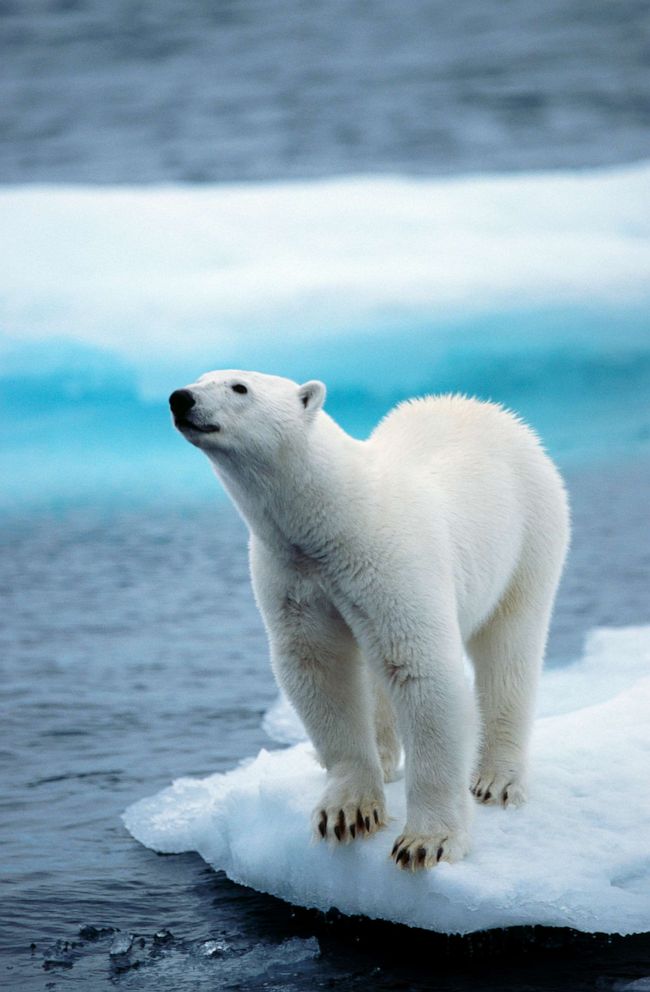 PHOTO: A polar bear stands on pack ice floating in the Arctic ocean on the North Pole in 2013.