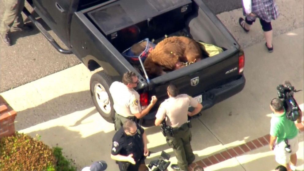 PHOTO: Animal control officers capture a bear that attacked a man and his dog in Sierra Madre, Calif., June 10, 2019. 