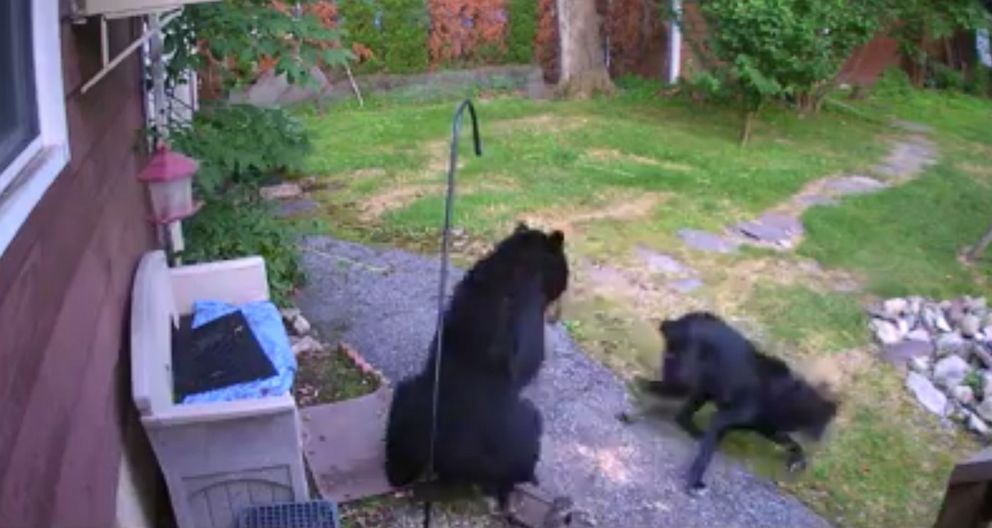 PHOTO: A New Jersey dog was able to scare off a bear that was in a neighbor's backyard.