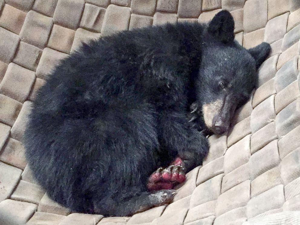 PHOTO: A young, female bear with paws badly burned in the Carr Fire is rescued by the California Department of Fish and Wildlife, and is treated with fish skin.