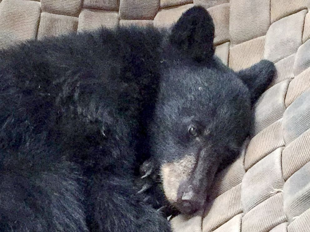 PHOTO: A young, female bear with paws badly burned in the Carr Fire is rescued by the California Department of Fish and Wildlife, and is treated with fish skin.