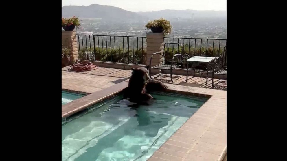 VIDEO: Black bear caught cooling off in hot tub