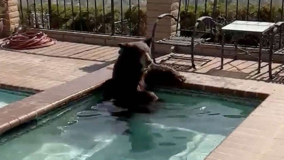 PHOTO: This bear is beating the heat in Burbank