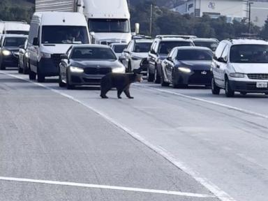 Southern California traffic brought to standstill after bear wanders onto freeway