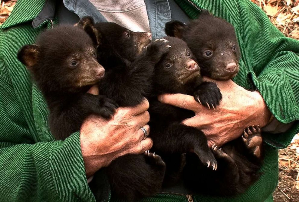 PHOTO: In this March 22, 2011, file photo, a DEP volunteer Ernie Meshack, Stanhope, holds four of the black bear cubs that were removed from a den near a Breakneck Road home in Vernon Township, N.J.