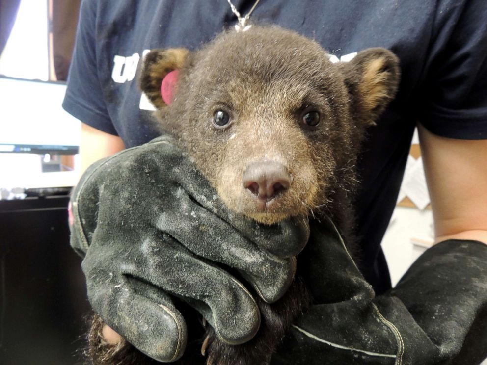 PHOTO: The bear cubs are rehabilitating at Wildlife Center of Virginia after being rescued by a Virginia State Trooper.