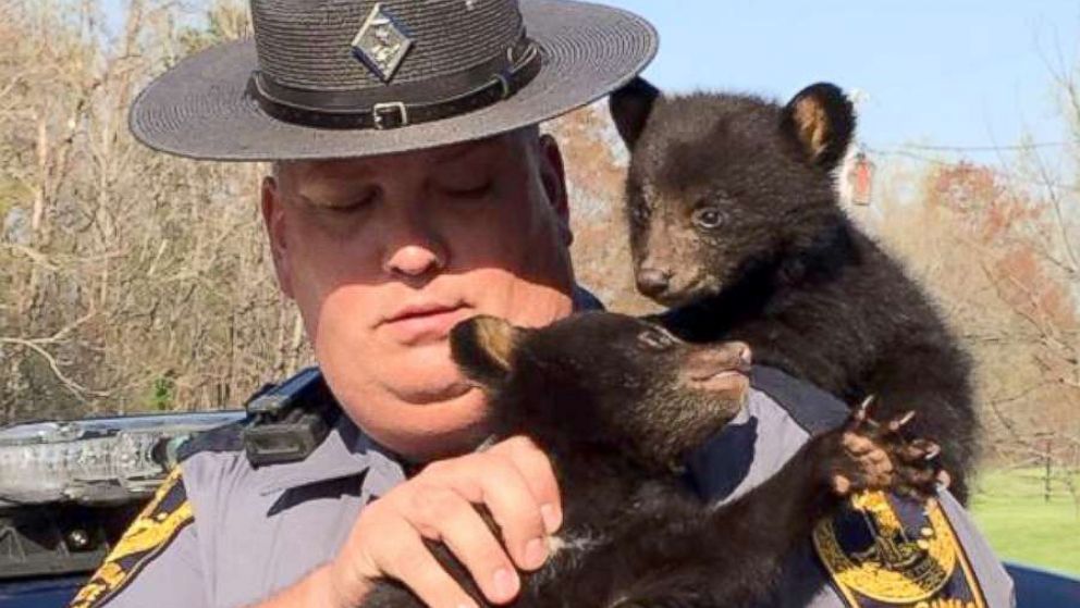 2 rescued cubs stranded after mother bear was killed are gaining weight
