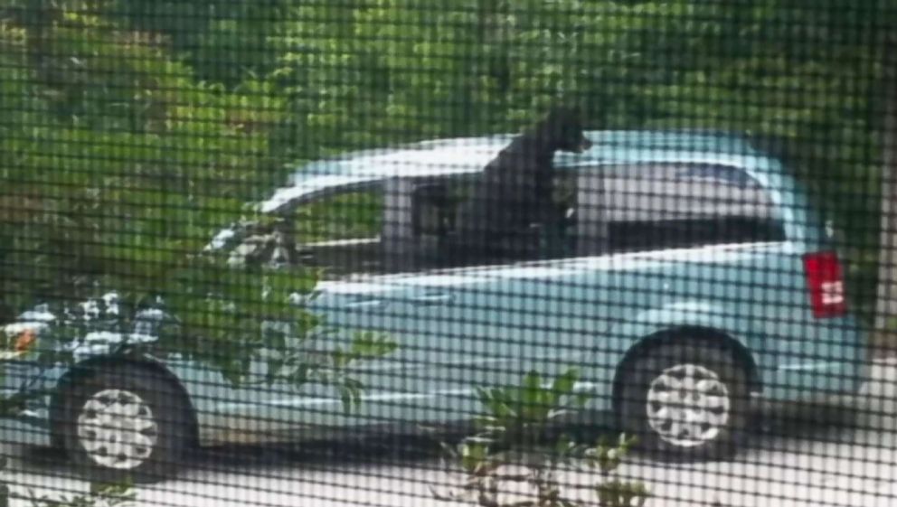 PHOTO: A black bear climbed into a woman's minivan and ate her lunch on July 12, 2018, in Rabun County, Georgia.