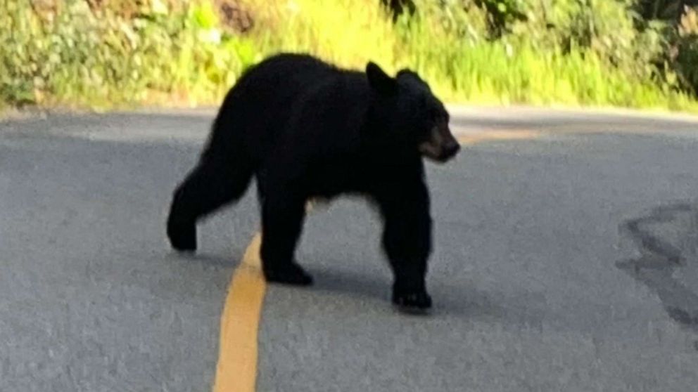 PHOTO: Hiker Sherry Moore from Colorado shared this image of a black bear that she encountered while on a walk in British Columbia, Canada.