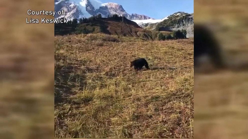 PHOTO: A woman and her brother encountered a bear on a hiking trail near Myrtle Falls at Mount Rainier National Park, Oct. 6, 2019.