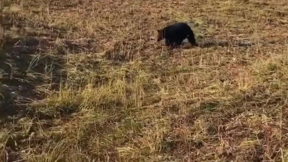 Bear Approaches Hiker In Mount Rainier National Park Abc News - 