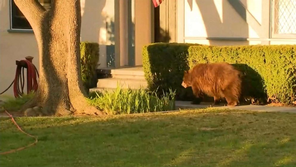 PHOTO: In this still taken from video footage, a bear is shown walking around a neighborhood in Monrovia, Calif.